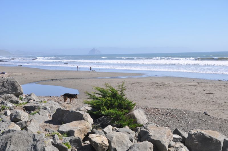 Dog-Friendly Beaches Allow Off-Leash Freedom
