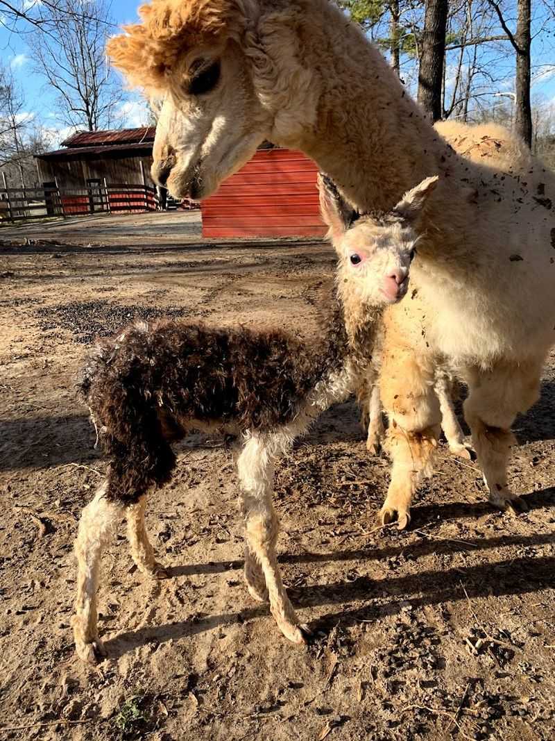 These Up-Close Alpaca Moments Make L & R Alpaca Haven Farm Georgia Worth The Trip - Decor Hint Sustainable Farming Practices Worth Learning About
