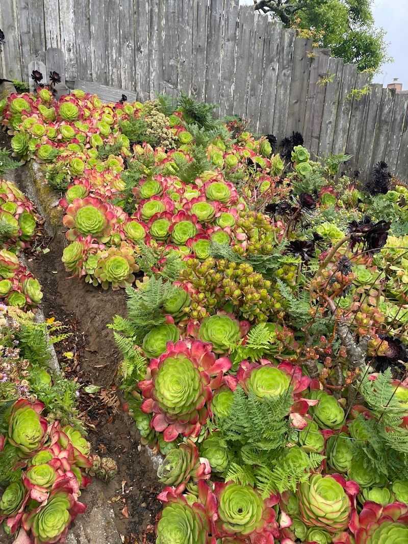 Native Gardens Flanking The Steps