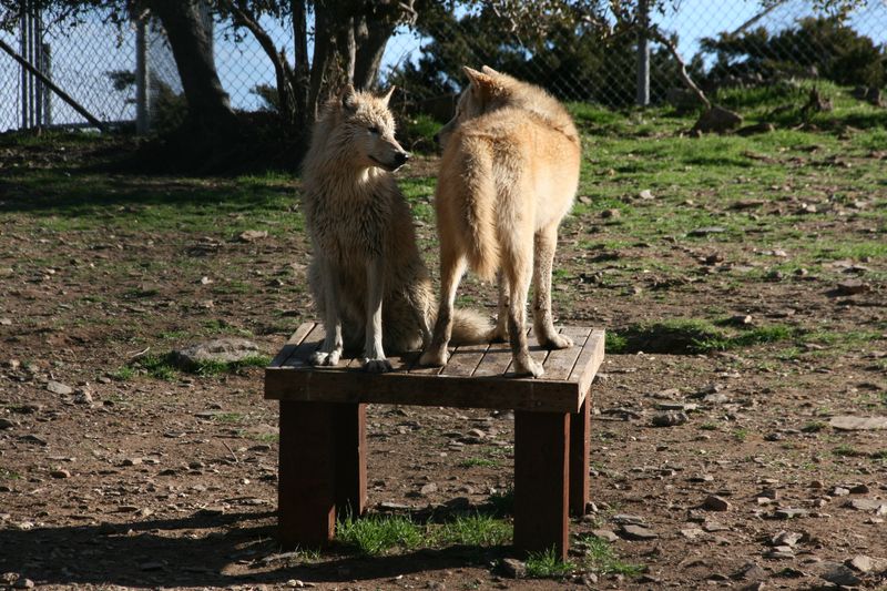 Resident Wolf Packs With Individual Personalities