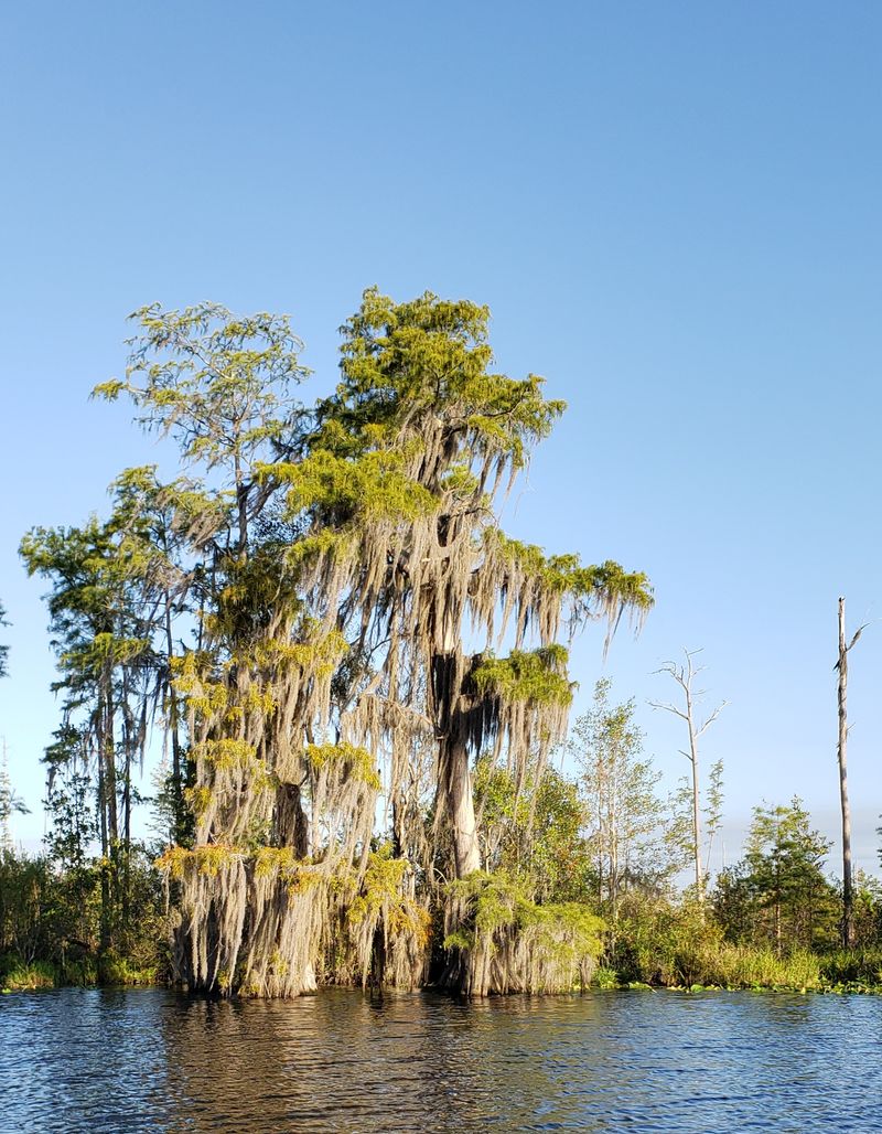 Okefenokee Swamp