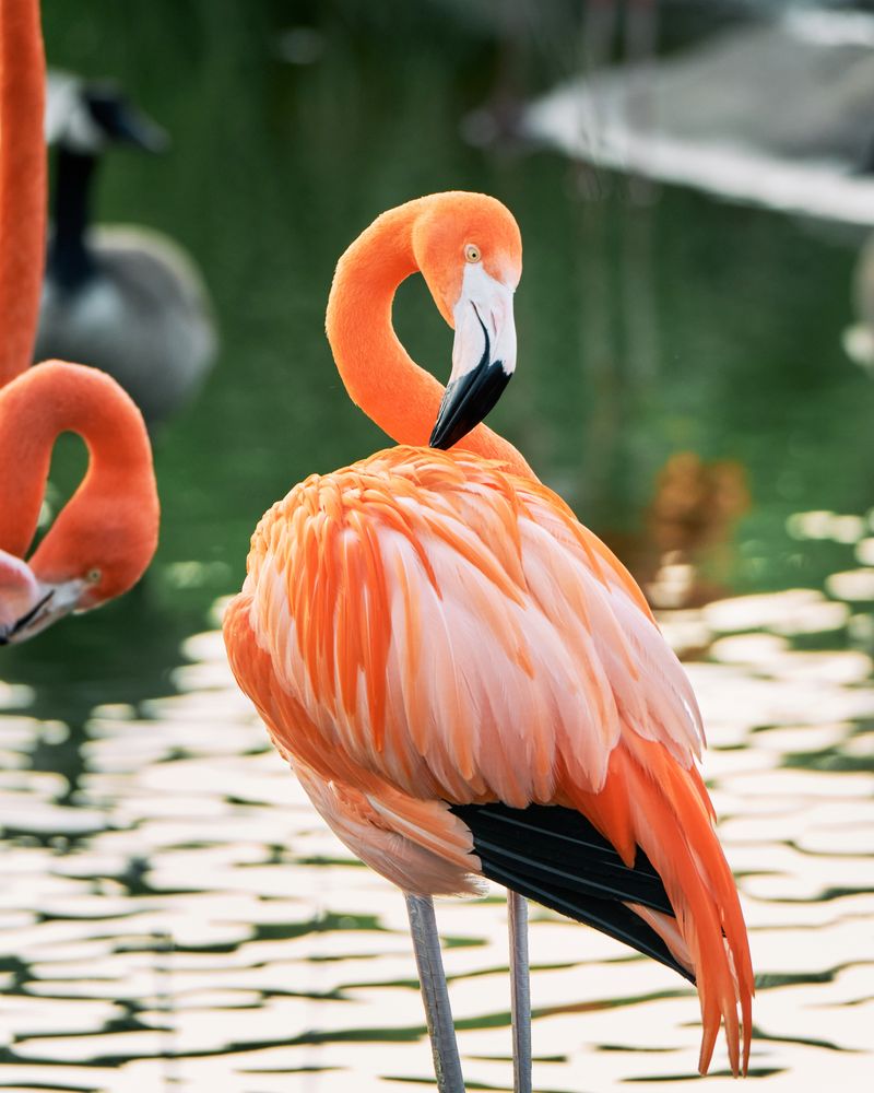 Over 900 Animals Representing More Than 90 Species Call This Place Home