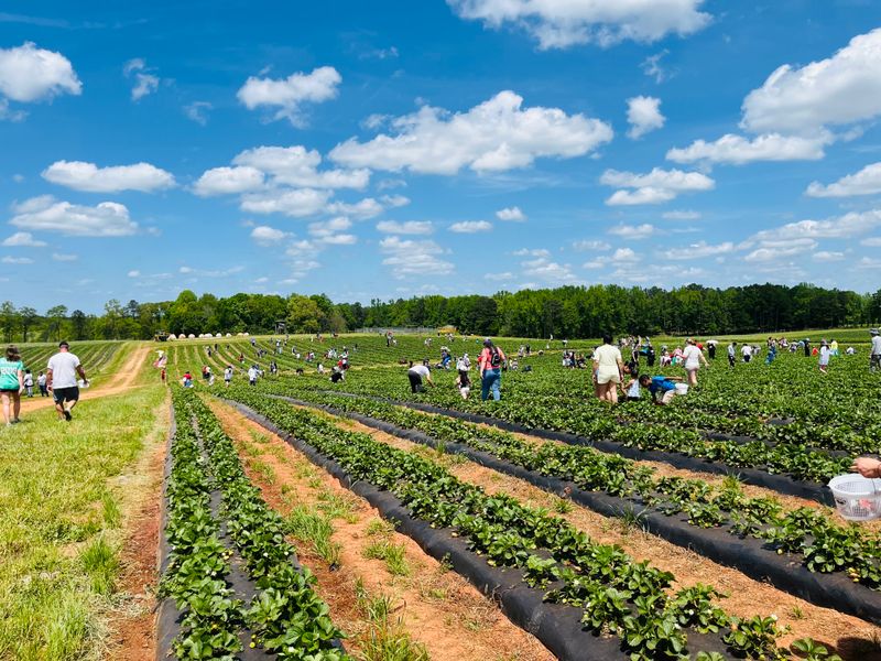 Pick Your Own Georgia Peaches & Experience Farm Life At This 330-Acre Farmland In McDonough - Decor Hint Wagon Rides Through Farmland