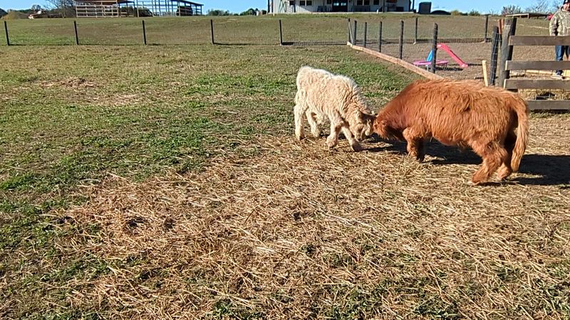 This Authentic Georgia Farm Blessing Creek Farms Georgia Brings Country Living To Life In 2026 - Decor Hint Picnics with Highland Cows