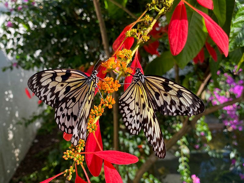 20,000 Wings In Motion