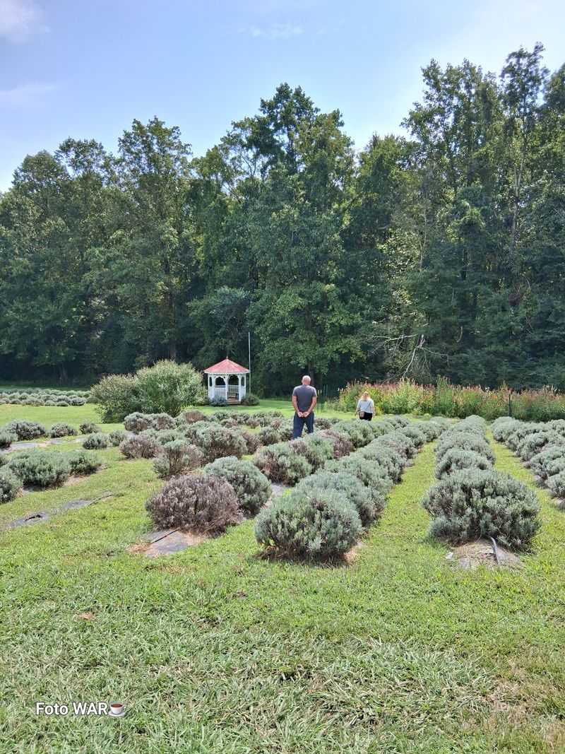 Aromatherapy Benefits Of Fresh Lavender