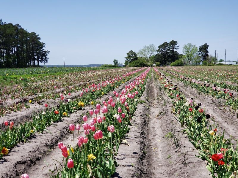Tulip Fields That Create Living Rainbows