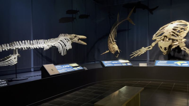 Dig for Real Fossils in the Fossil Gallery