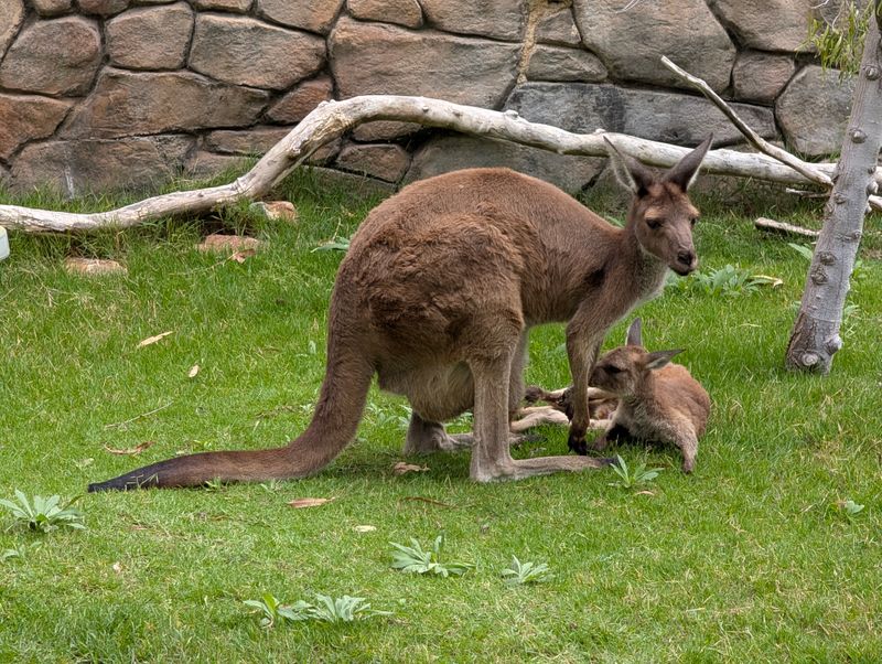 Photography Opportunities Capture Wildlife In Natural-Looking Settings