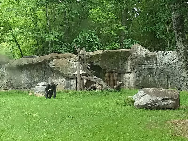 One Of America's Largest Chimpanzee Troops