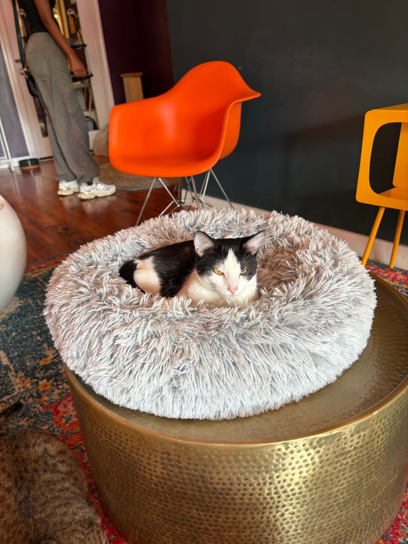 Impressive Adoption Success