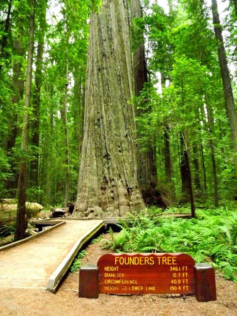 Unique And Rare Redwood Specimens