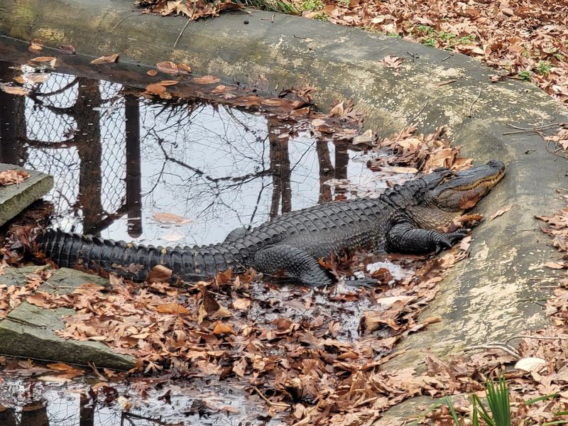 The Reptile House Saturday Experience