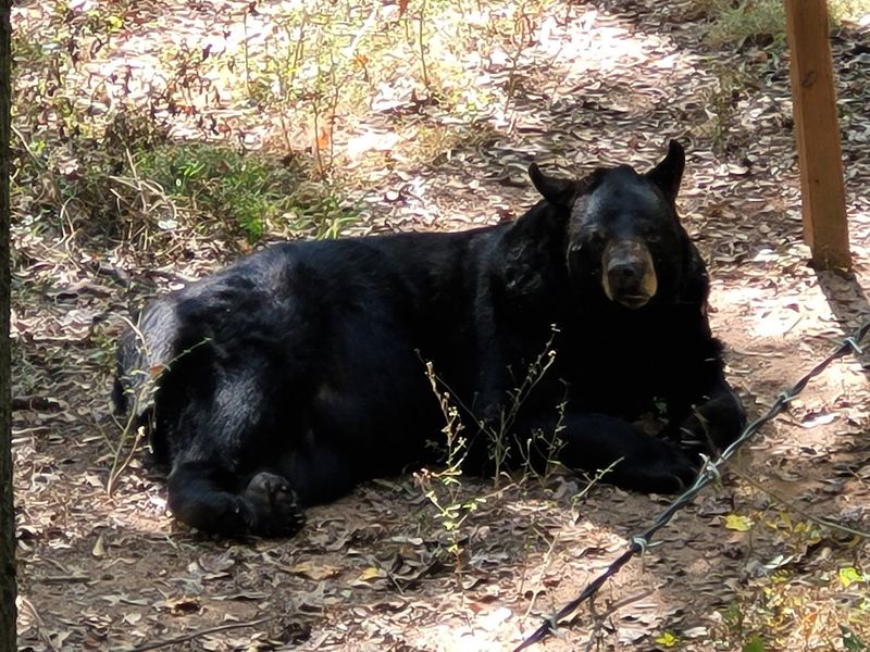 Seasonal Events Like The Bears Birthday Celebration