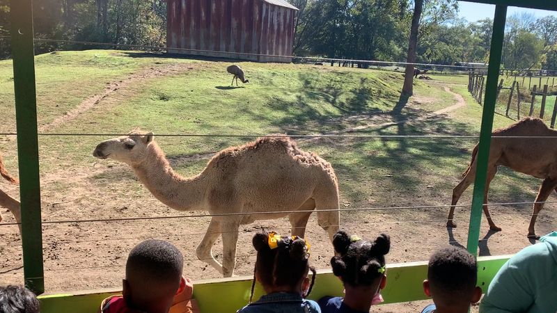 This Unassuming Georgia Farm Is Secretly Home To Some Of The World's Most Exotic Animals - Decor Hint Camel Rides That Feel Like a Living History Lesson