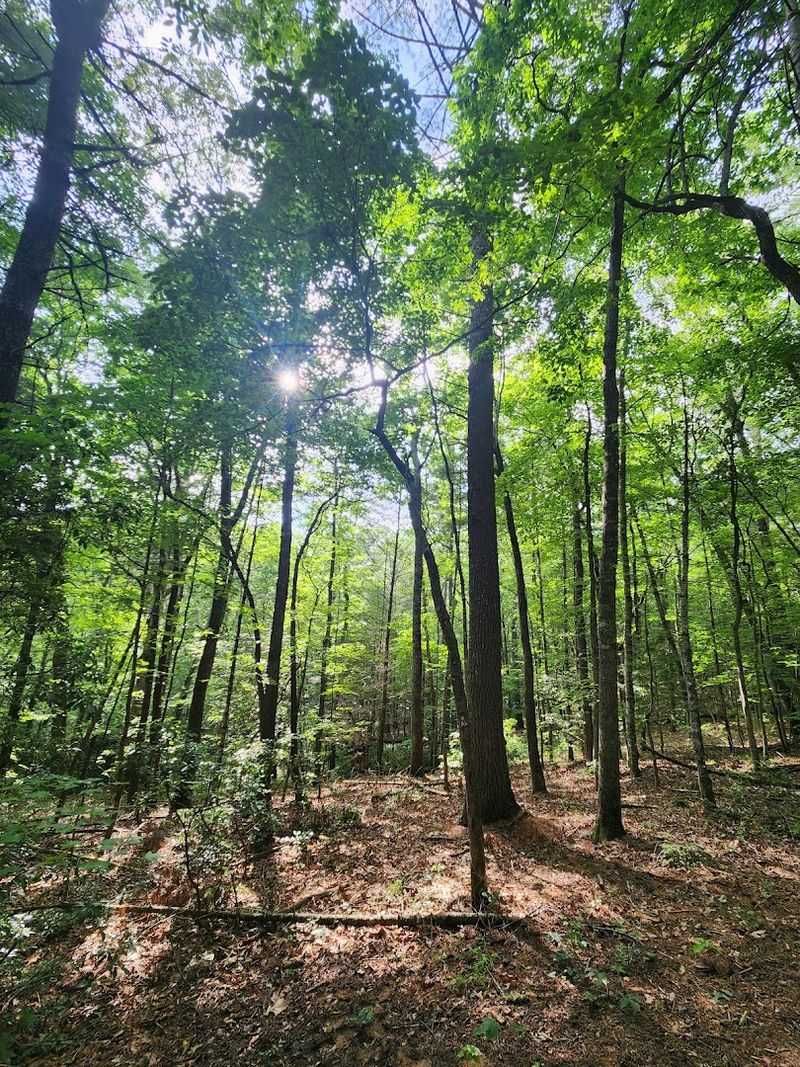 This Is Where You'll Find Georgia's Longest Swinging Bridge Hanging Suspended Over A Pristine River - Decor Hint Seasonal Changes That Make Every Visit Feel Different