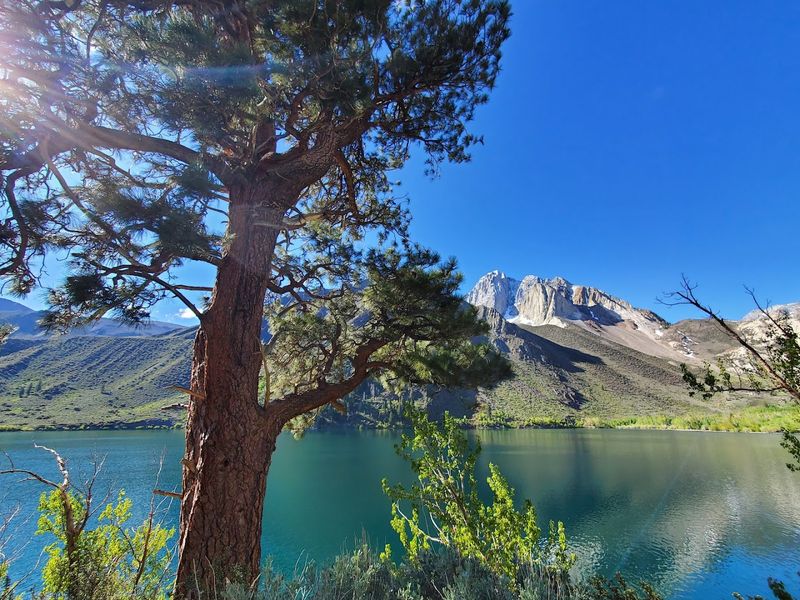 Bald Eagles And Wildlife