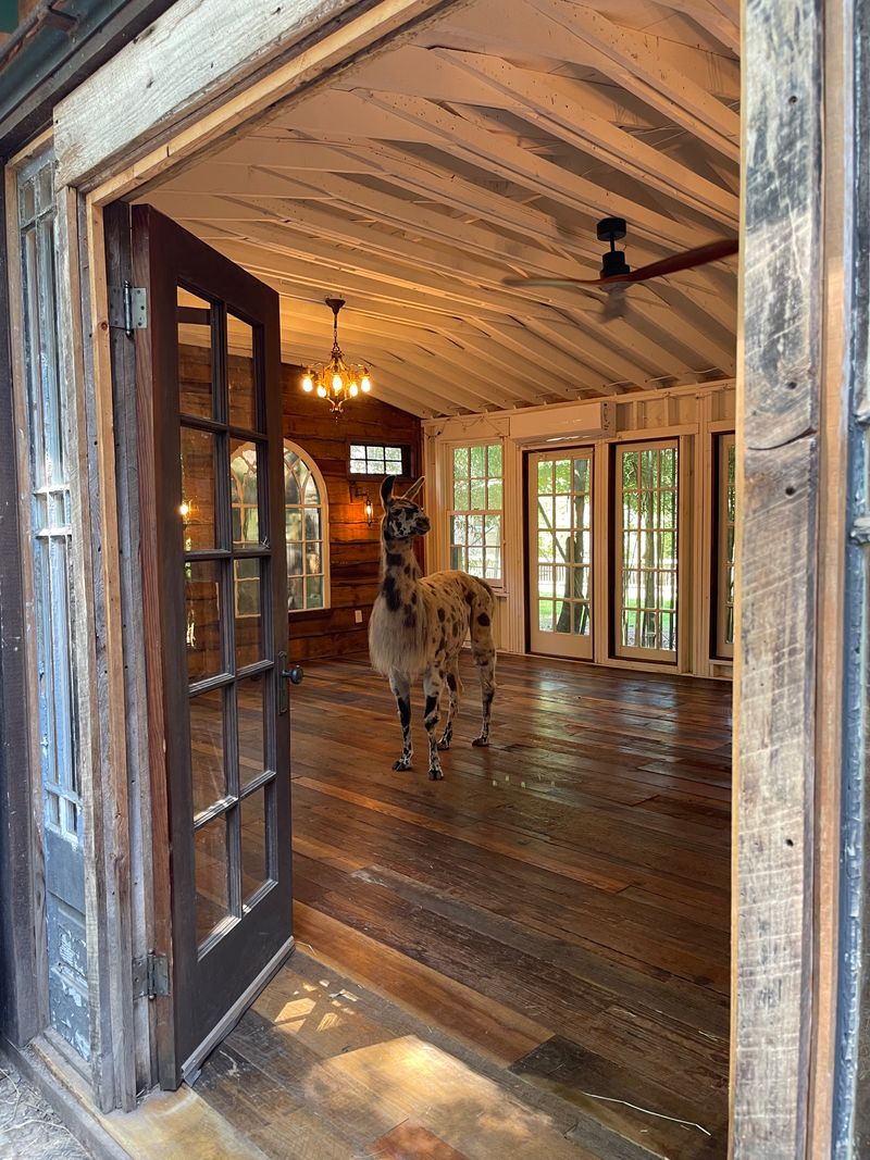 Morning Sunrise Through Bamboo Canopy