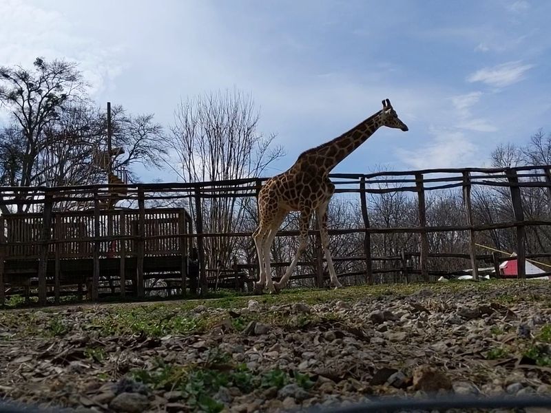 This Unassuming Georgia Farm Is Secretly Home To Some Of The World's Most Exotic Animals - Decor Hint Ziplining Above the Georgia Countryside