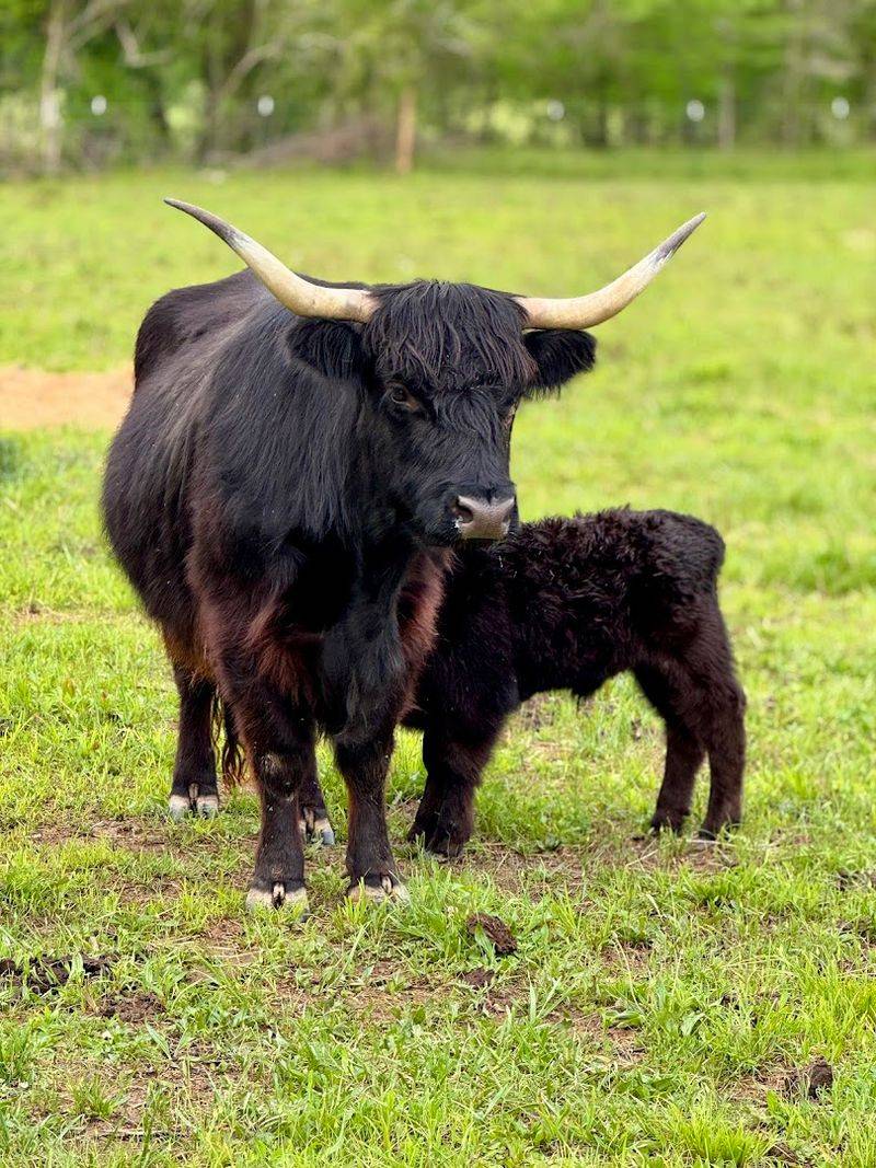 This Authentic Georgia Farm Blessing Creek Farms Georgia Brings Country Living To Life In 2026 - Decor Hint Fresh Farm Products Available for Purchase