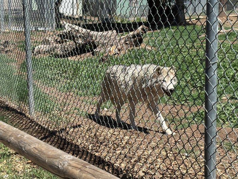 Volunteer Opportunities In Wolf Conservation