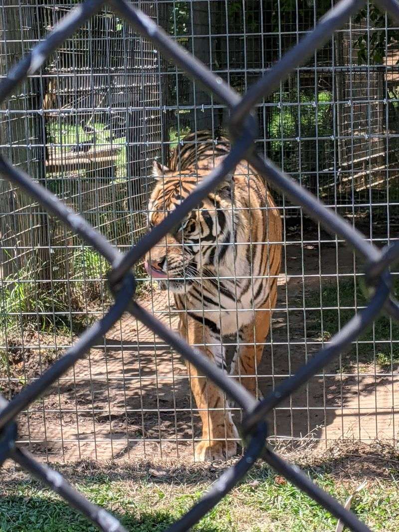 Rescued Big Cats Find Safety