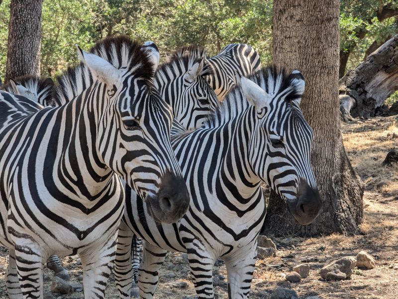 Open-Air Safari Vehicles Provide Unobstructed Views And Photo Opportunities