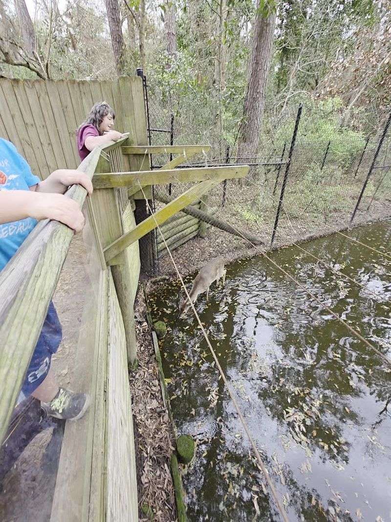 This Savannah Georgia Destination Features A Historic Building Used In Hollywood Movies And Has A Wolf Wilderness Exhibit - Decor Hint Special Annual Events For All Ages