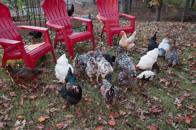 Seasonal Events and Community Celebrations