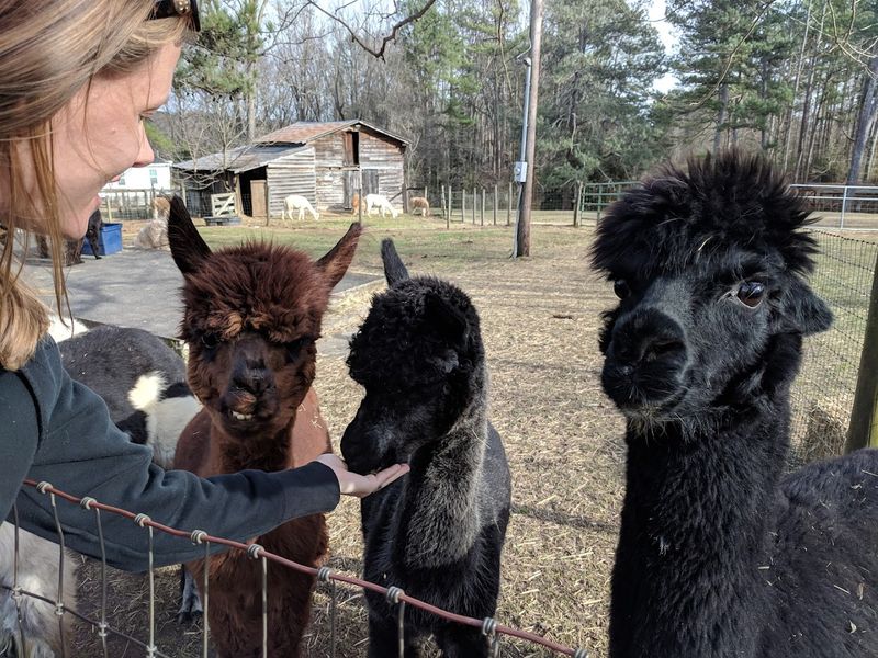 These Up-Close Alpaca Moments Make L & R Alpaca Haven Farm Georgia Worth The Trip - Decor Hint Animal Therapy Services That Make a Real Difference