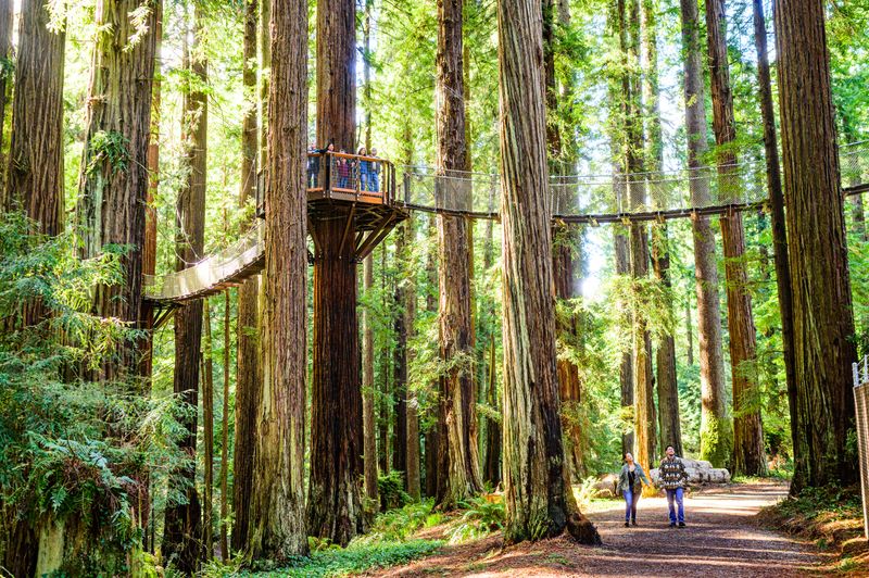This California Sky Walk Lets You Stroll High Above Towering Redwoods On Valentine's Day - Decor Hint Located Within Sequoia Park Zoo Grounds