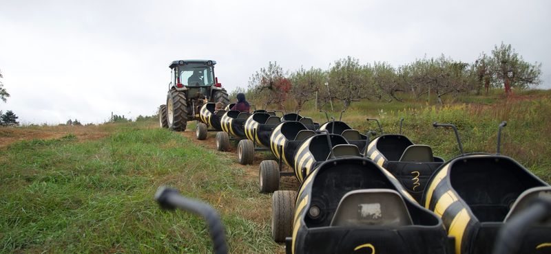 Spend The Day Picking North Carolina Apples At This Charming Orchard In Moravian Falls - Decor Hint Scenic Mountain Foothill Location
