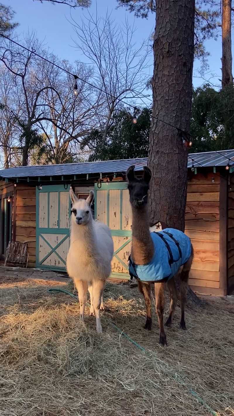 Up-Close Alpaca Encounters Daily