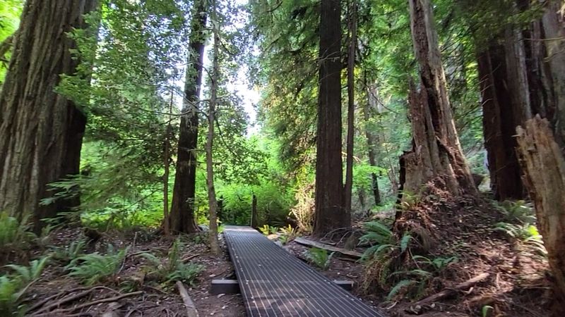 Conservation Efforts