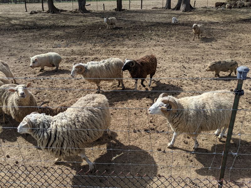 Support Local Georgia Agriculture