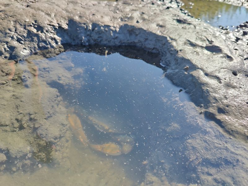 Important Fish Nursery Waters