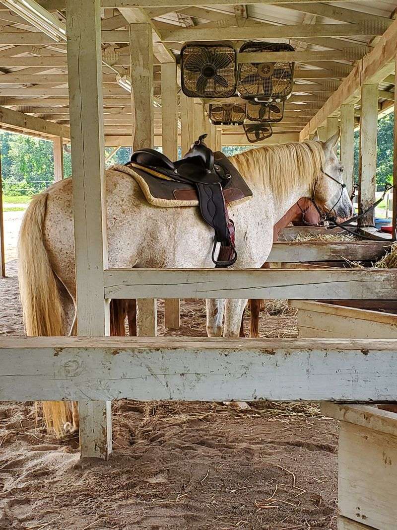 Mix Of Draft Crosses And Quarter Horses Provide Perfect Trail Ride Mounts