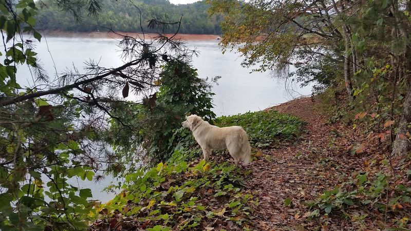 North Carolina's Reservoir And The Ghost Towns Beneath Its Surface - Decor Hint The Area Remains Relatively Undeveloped