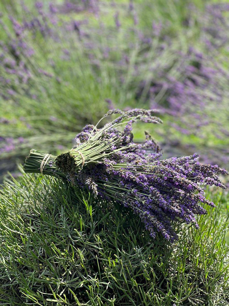 Seasonal Events Throughout The Year