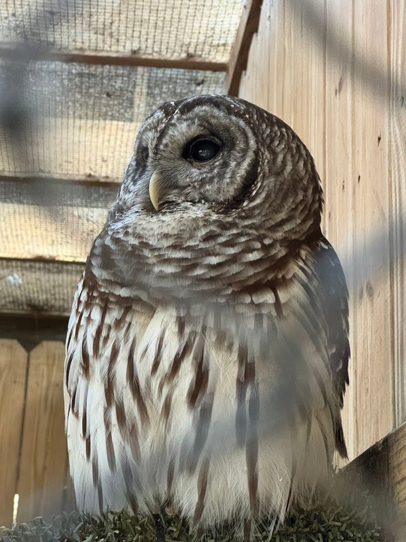 This Savannah Georgia Destination Features A Historic Building Used In Hollywood Movies And Has A Wolf Wilderness Exhibit - Decor Hint Outstanding Wildlife Photography Opportunities