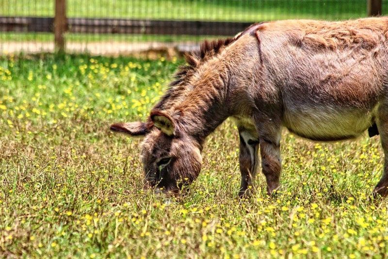 Photography Paradise For Animal Lovers