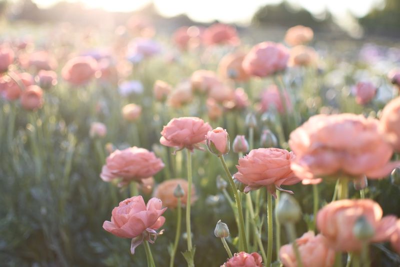 This California Flower Farm Reopens In February And It Is Pure Bloom Overload - Decor Hint Central Valley Climate Advantage