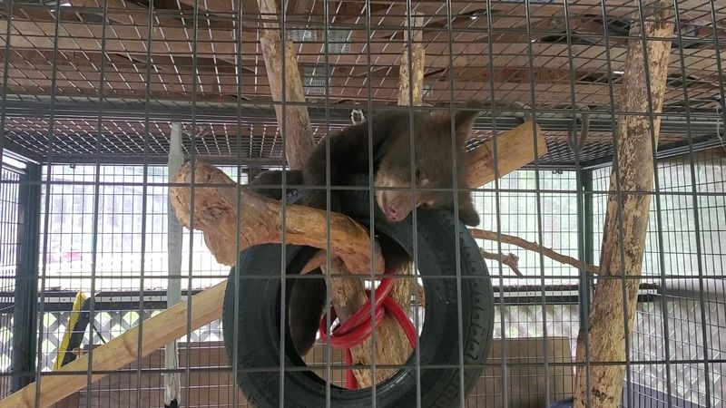 Meet Bears Up Close In North Carolina This Weekend - Decor Hint Baby Bear Photo Opportunities Available