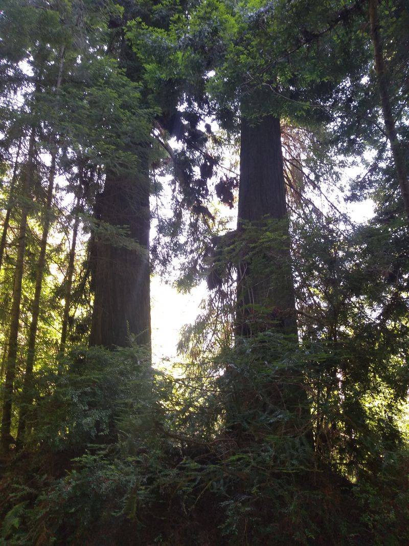 A Town Surrounded By Towering Redwoods