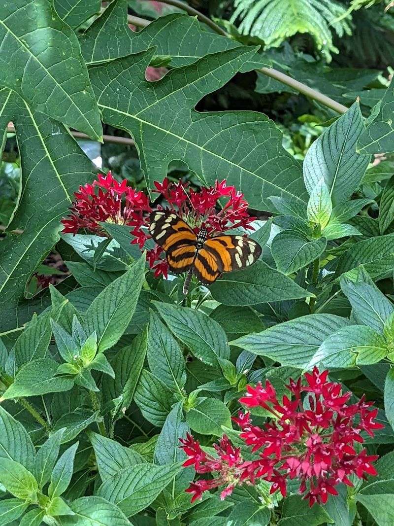 Diverse Butterfly Species That Will Leave You Speechless