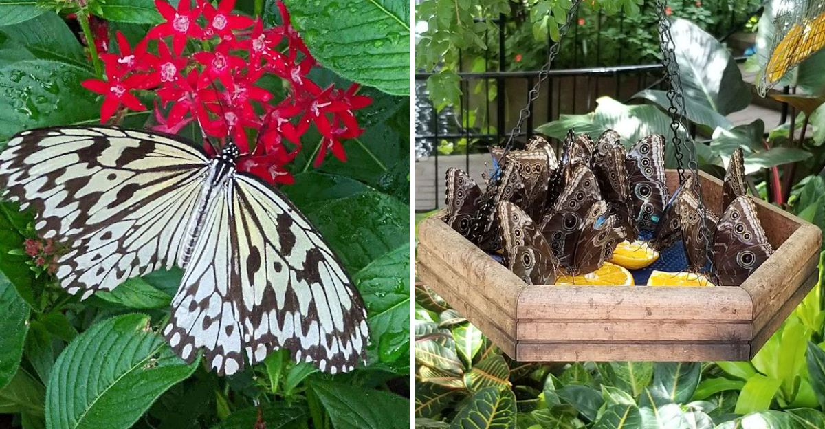 Flutter Into A Living Kaleidoscope At North Americas Biggest Butterfly Conservatory In Pine Mountain Georgia - Decor Hint