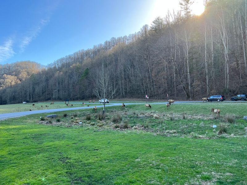 Wildlife Encounters From Bears To Birds