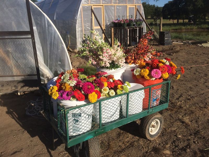 Fine Family Flower Farm