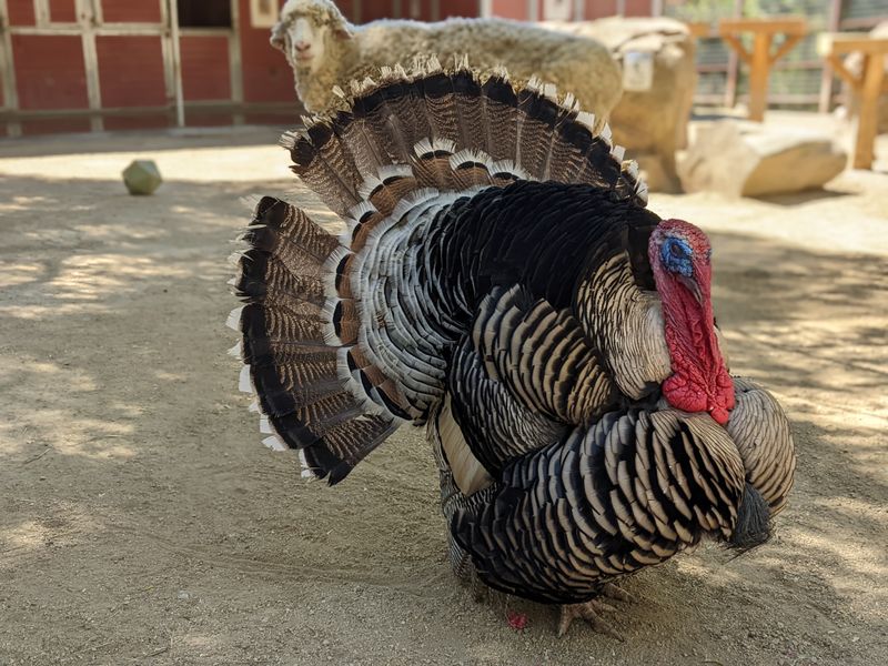 Over 170 Rescued Animals Call This Sanctuary Home