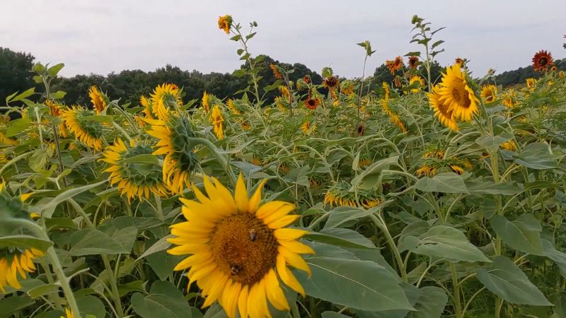 Peak Bloom Timing In Mid-July